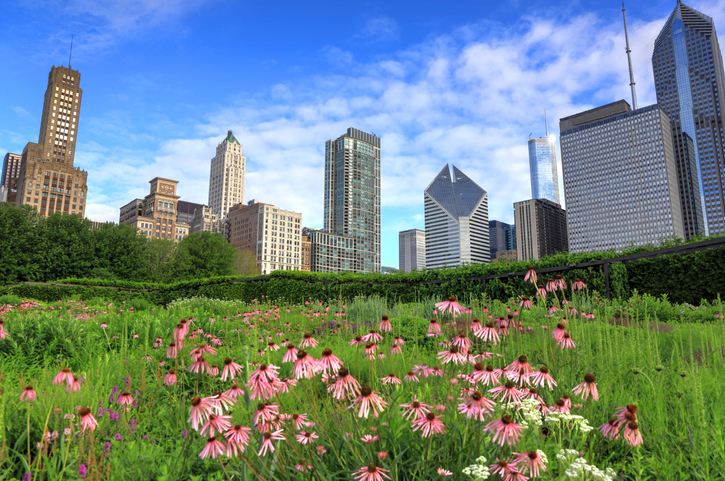 beautiful Chicago cityscape